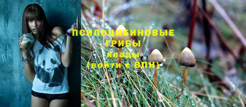 Псилоцибиновые грибы Psilocybe  где купить наркоту  Калач 